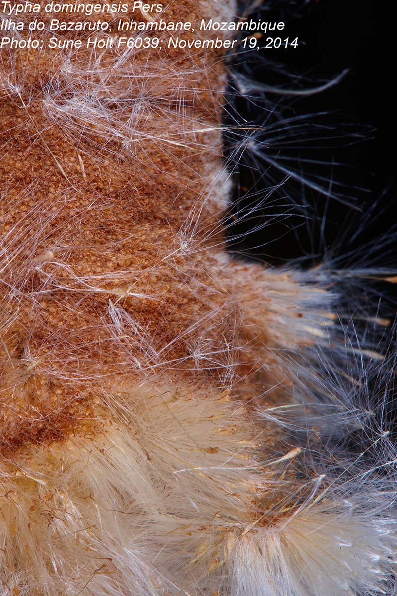 Typha domingensis Typha domingensis