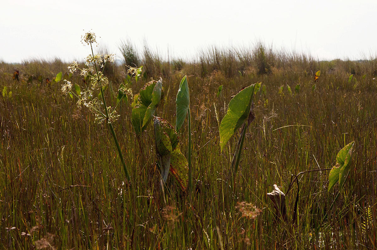 Limnophyton angolense Limnophyton angolense