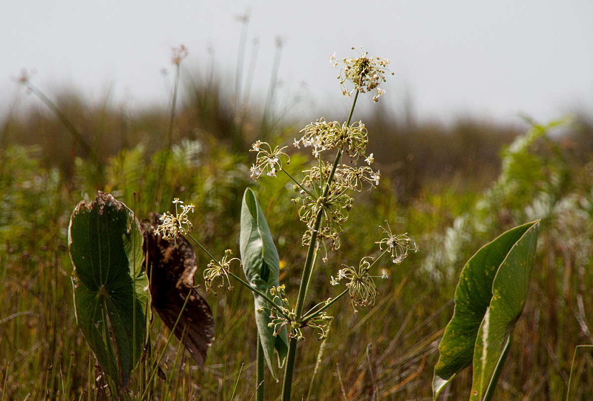 Limnophyton angolense Limnophyton angolense