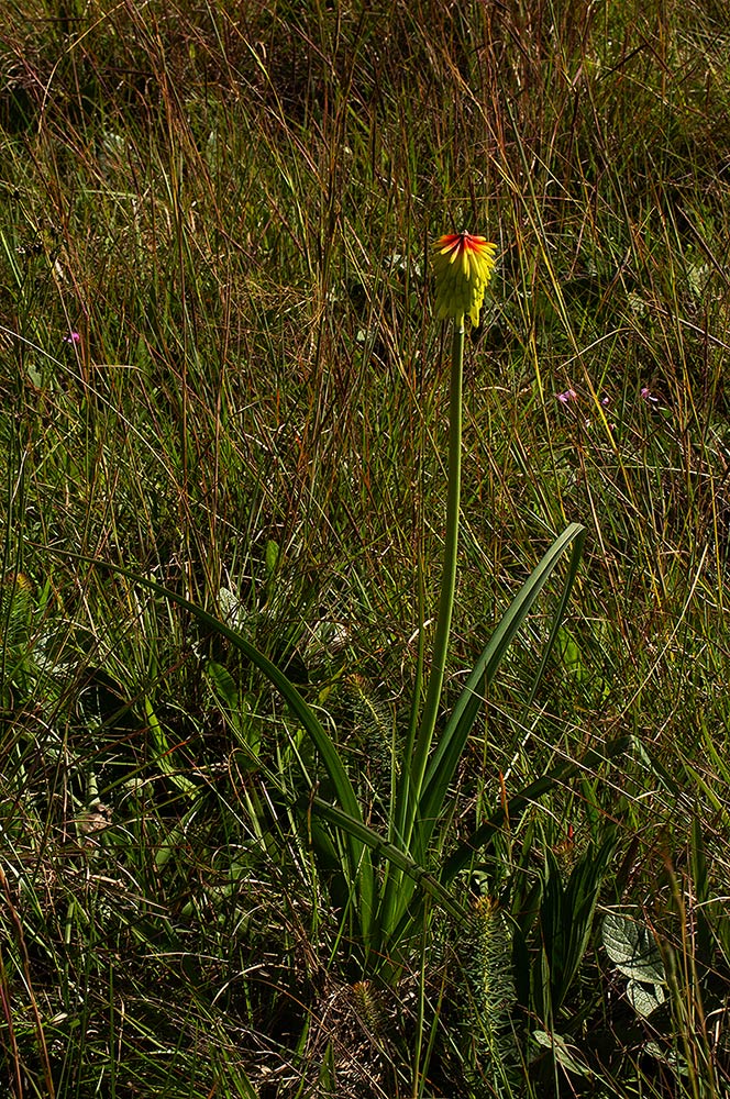 Kniphofia grantii