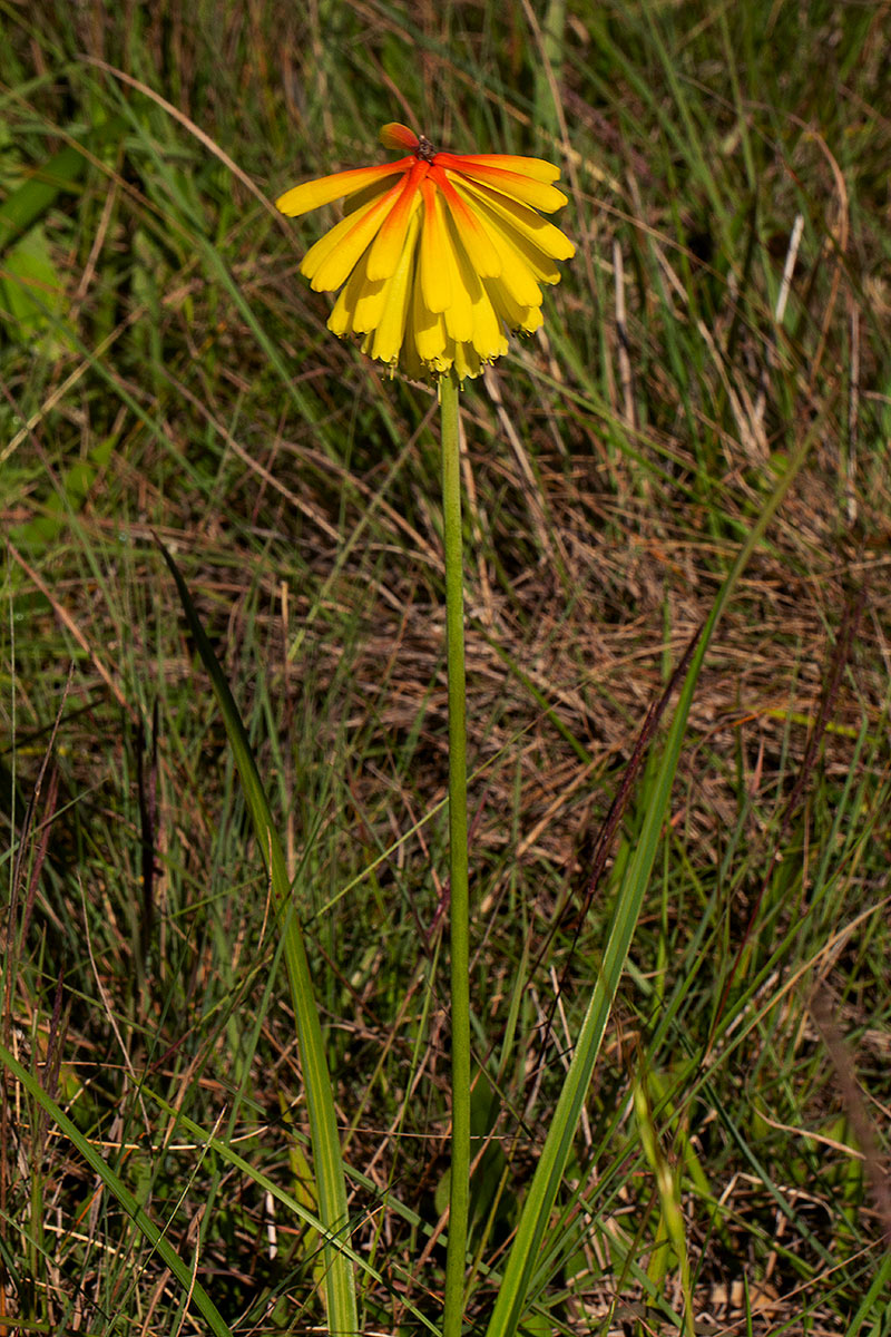 Kniphofia grantii
