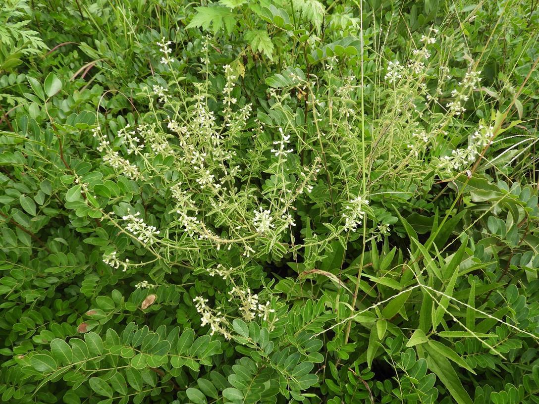 Ocimum lamiifolium Ocimum lamiifolium