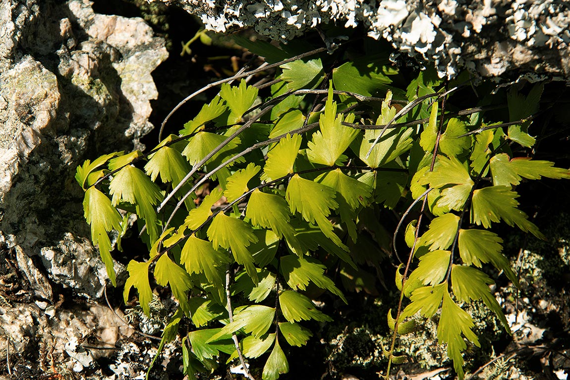 Asplenium megalura