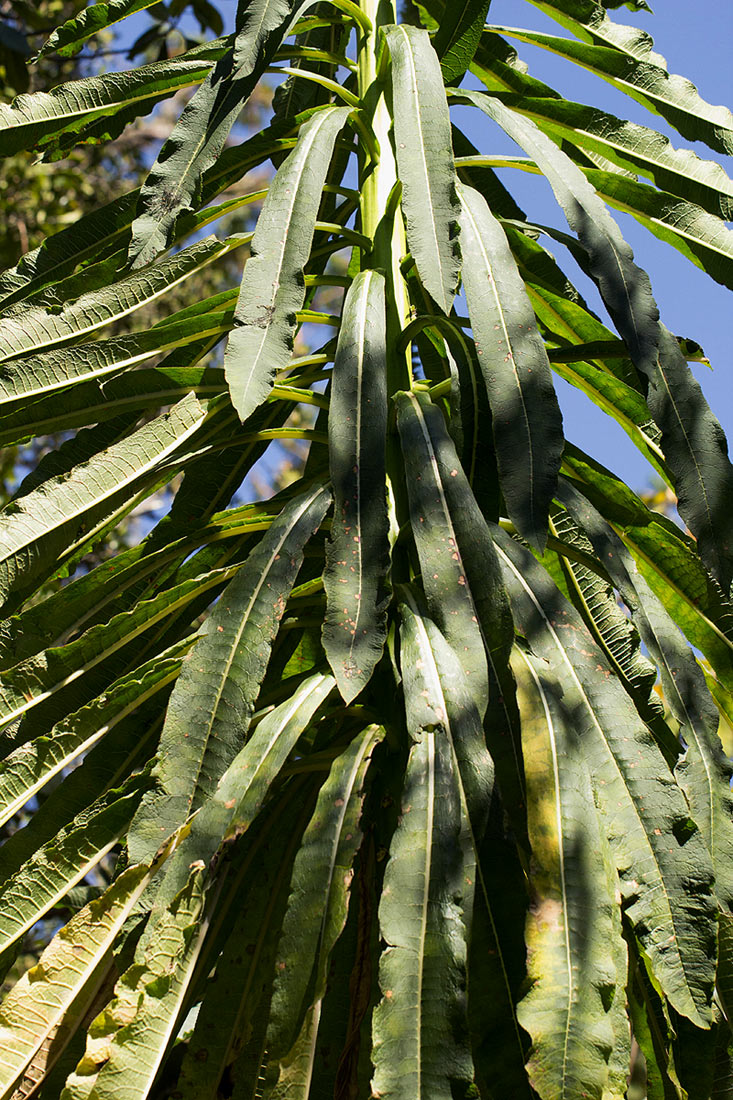 Lobelia giberroa Lobelia giberroa