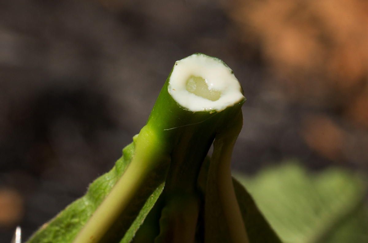 Lobelia giberroa Lobelia giberroa