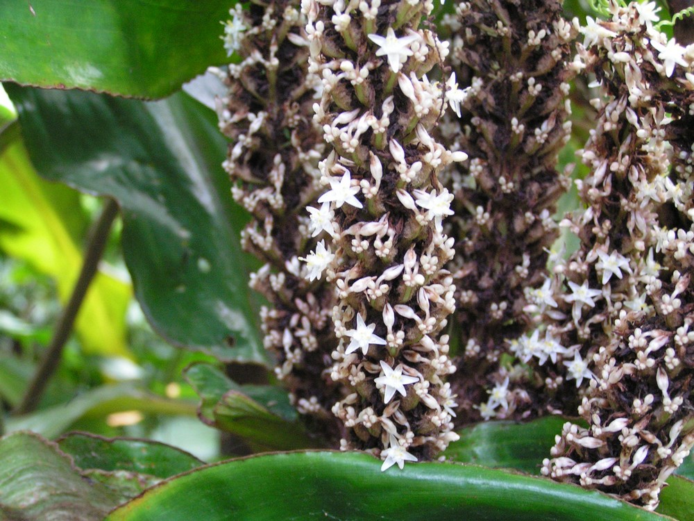 Palisota schweinfurthii Palisota schweinfurthii