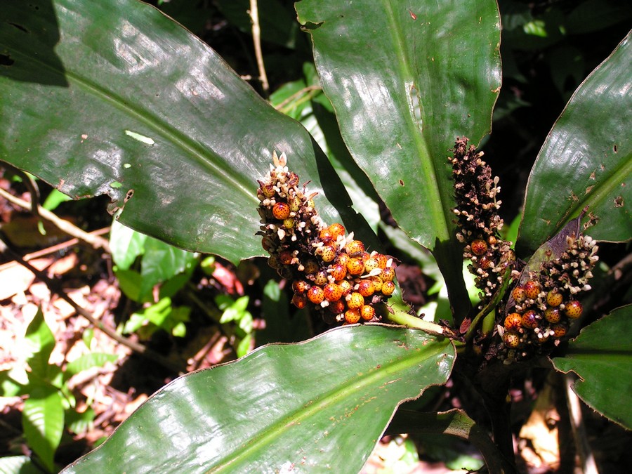 Palisota schweinfurthii Palisota schweinfurthii