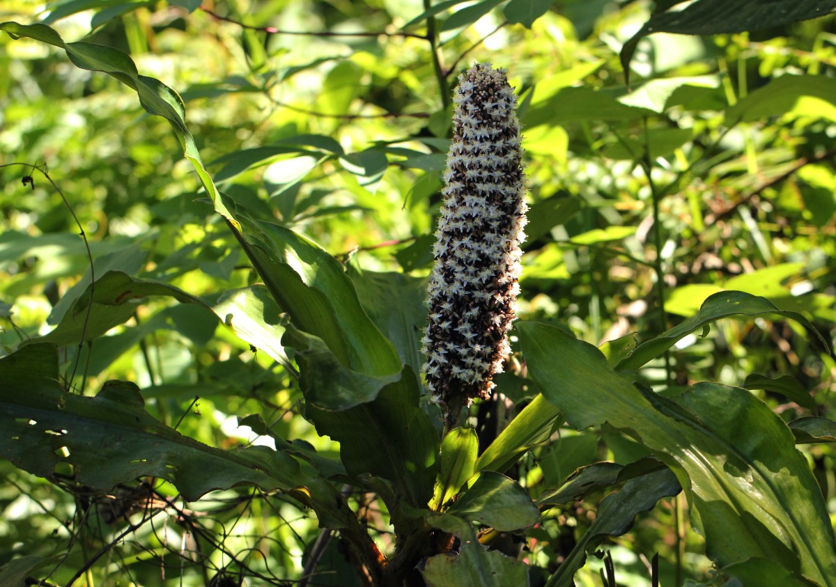 Palisota schweinfurthii Palisota schweinfurthii