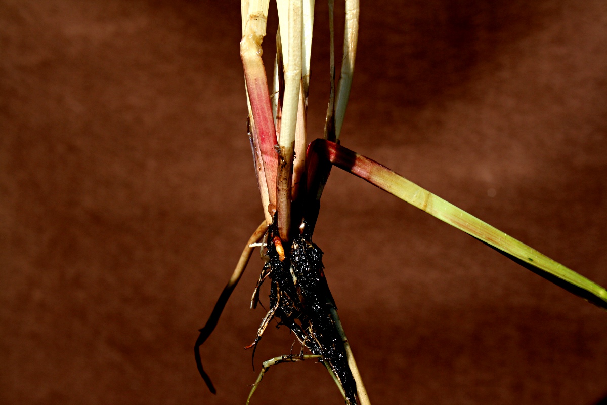 Eleocharis acutangula