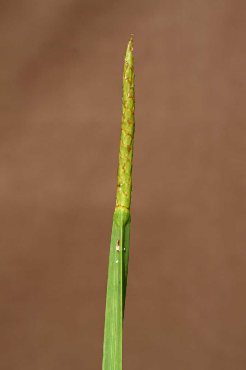 Eleocharis acutangula
