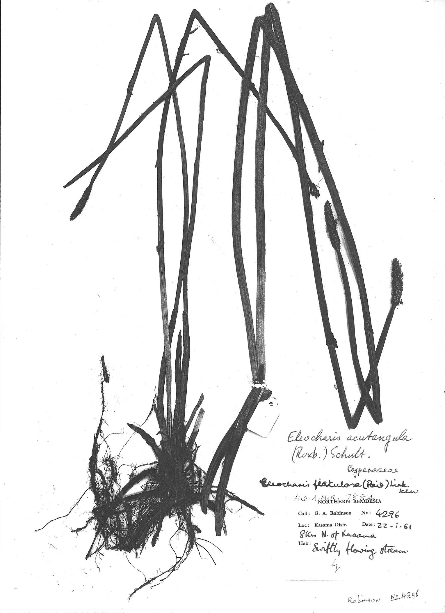 Eleocharis acutangula