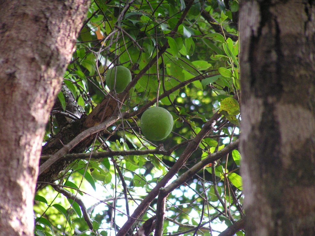 Landolphia owariensis