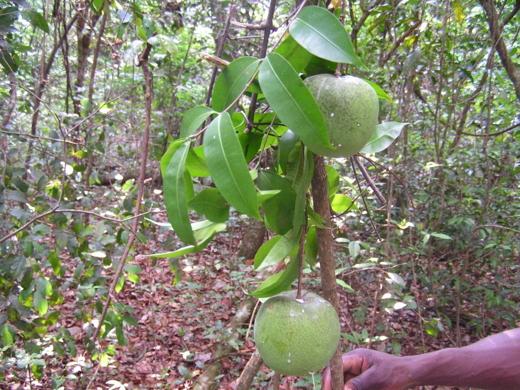 Landolphia owariensis