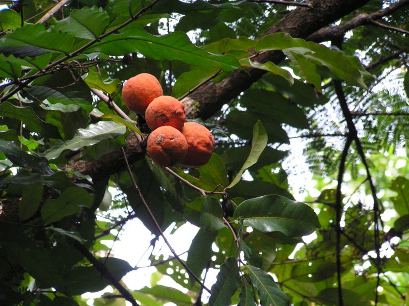 Landolphia owariensis