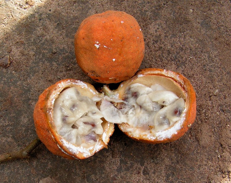 Landolphia owariensis