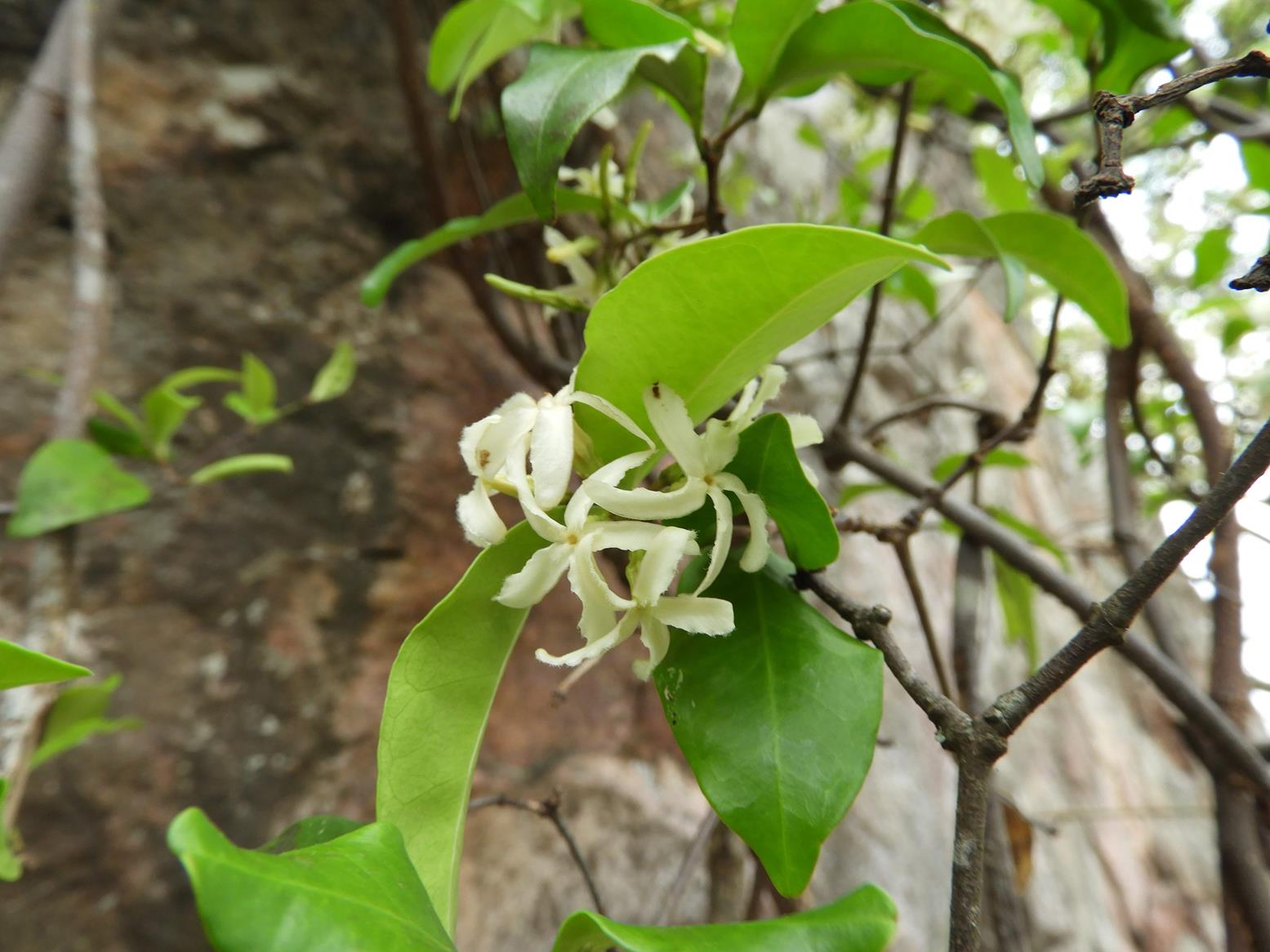 Ancylobothrys amoena