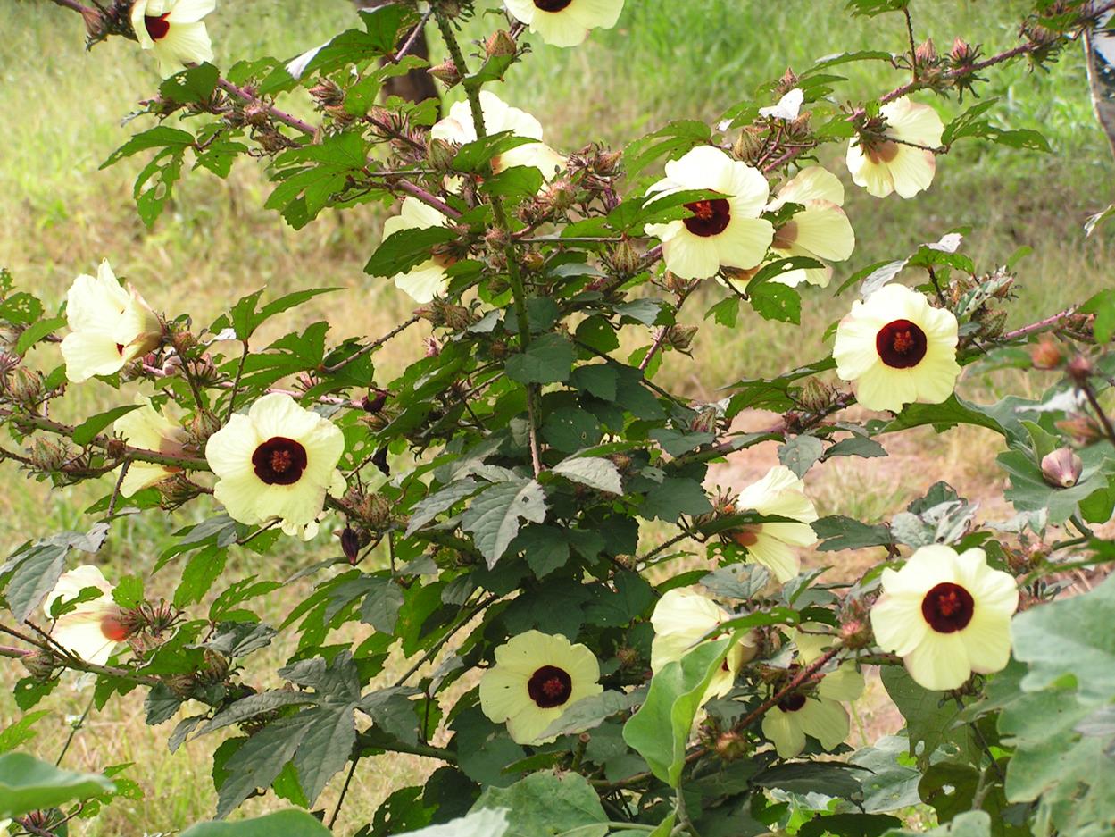 Hibiscus calyphyllus Hibiscus calyphyllus
