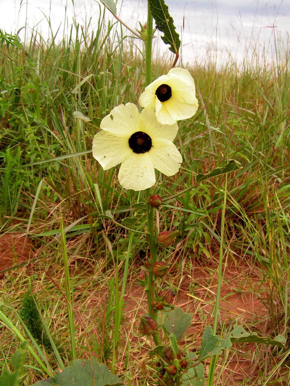 Hibiscus calyphyllus Hibiscus calyphyllus
