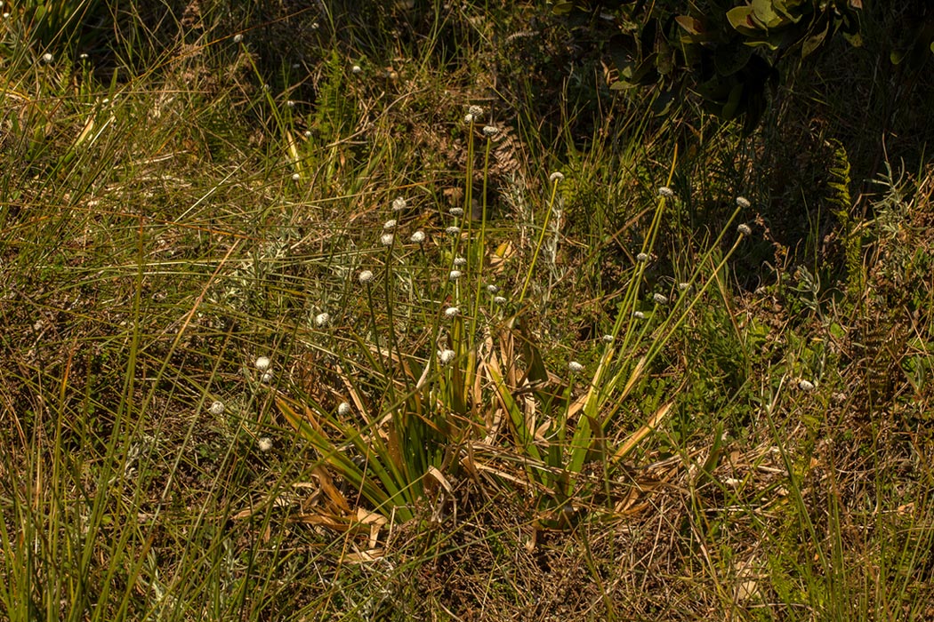Eriocaulon schimperi Eriocaulon schimperi