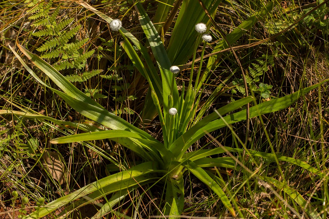 Eriocaulon schimperi Eriocaulon schimperi