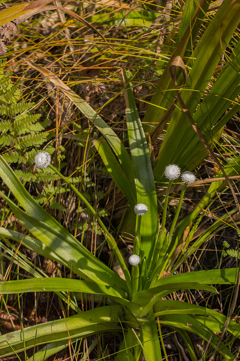 Eriocaulon schimperi Eriocaulon schimperi
