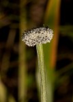 Eriocaulon schimperi