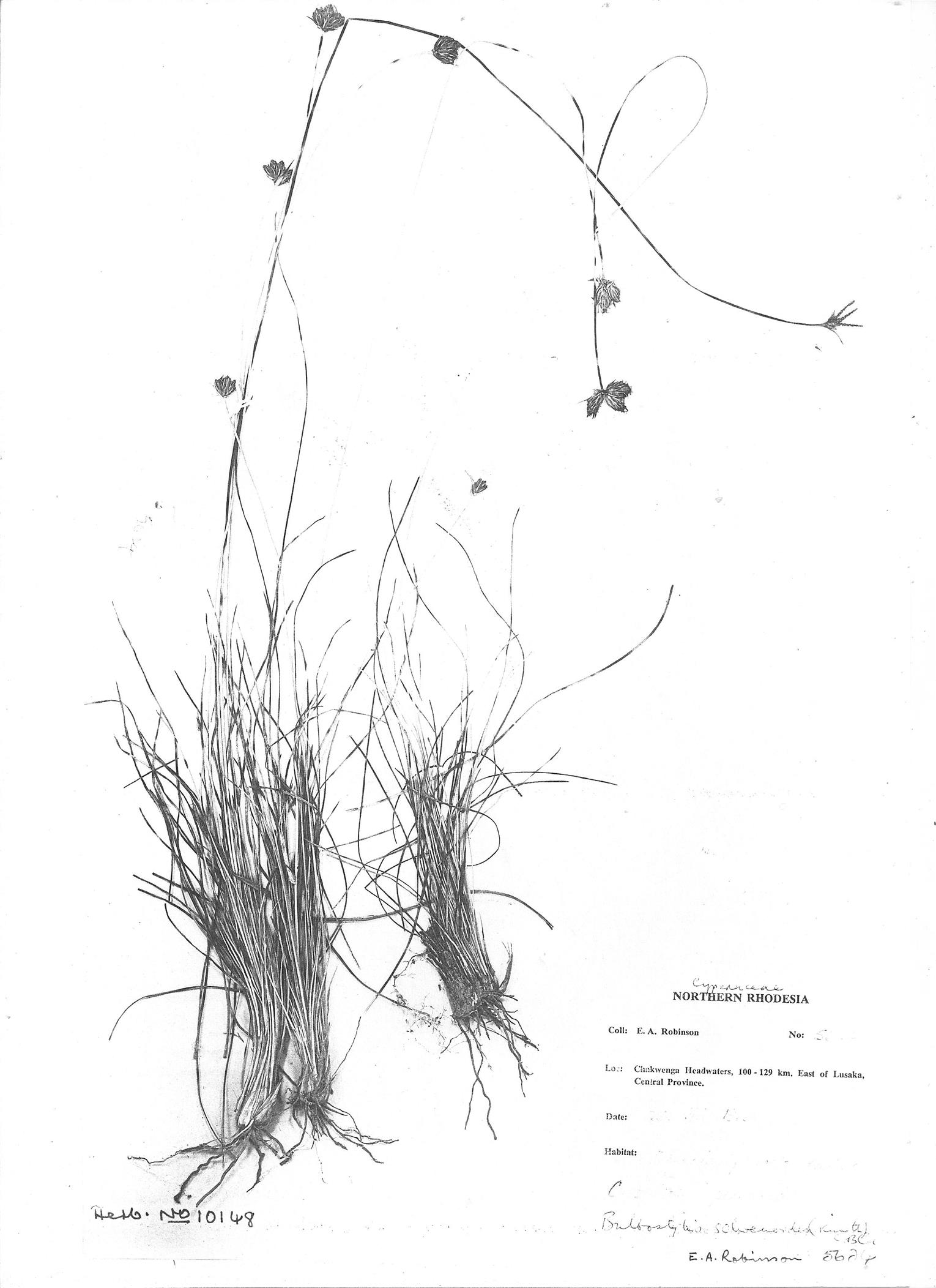 Bulbostylis boeckeleriana