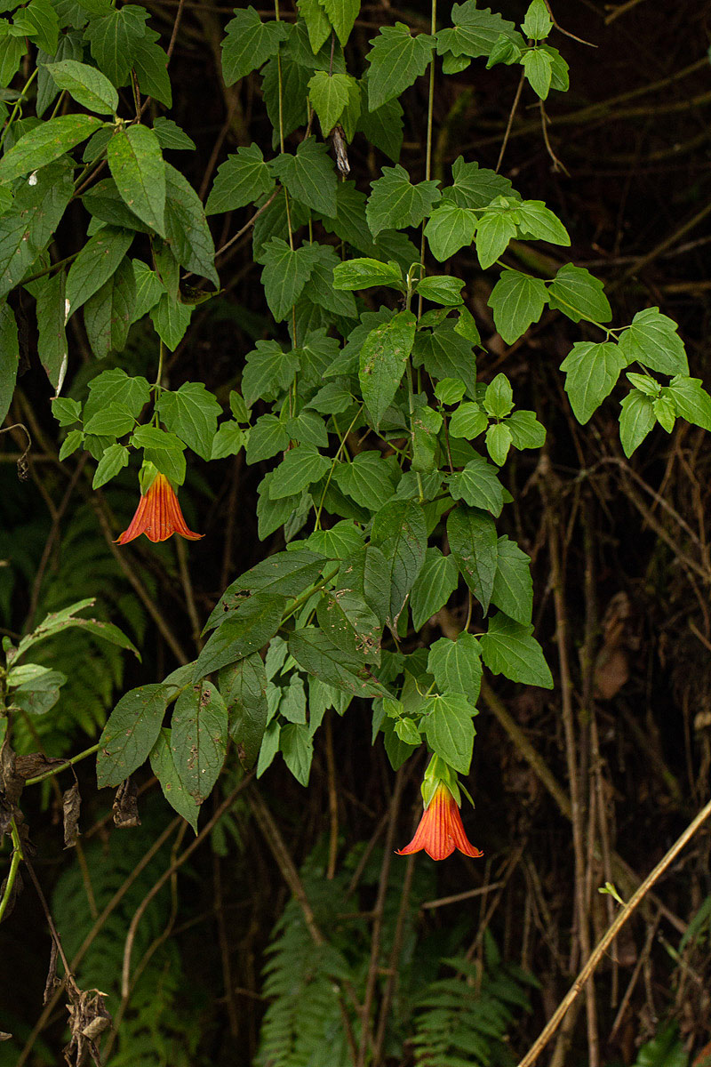 Canarina eminii
