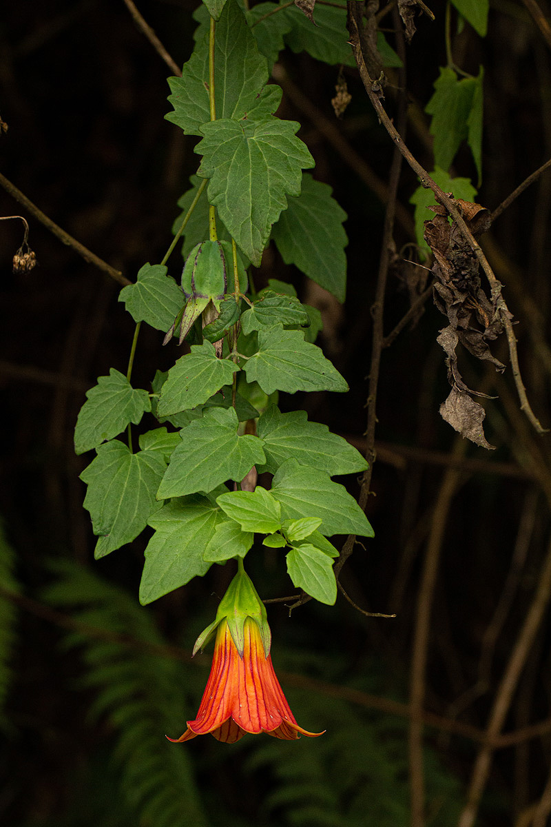 Canarina eminii