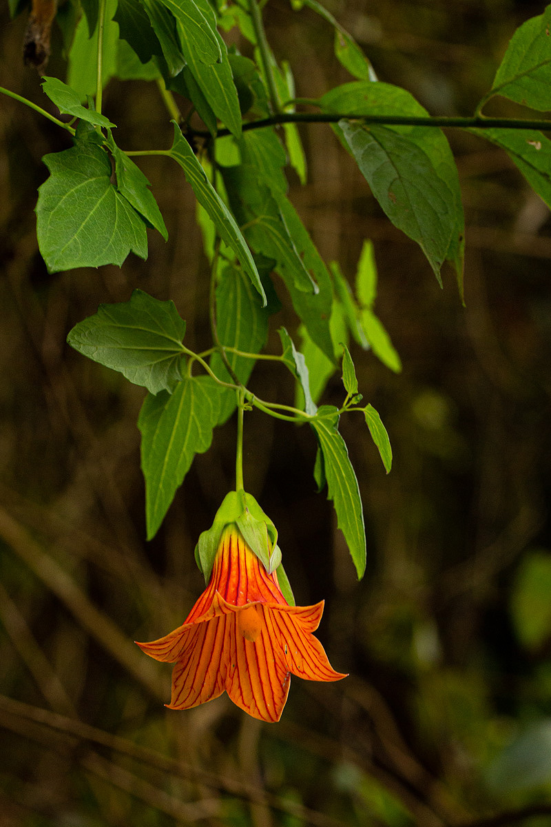 Canarina eminii