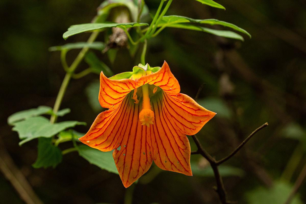 Canarina eminii