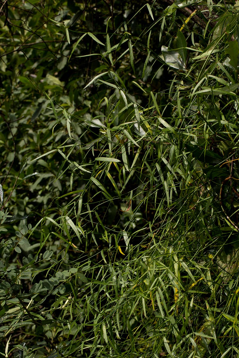 Periploca linearifolia