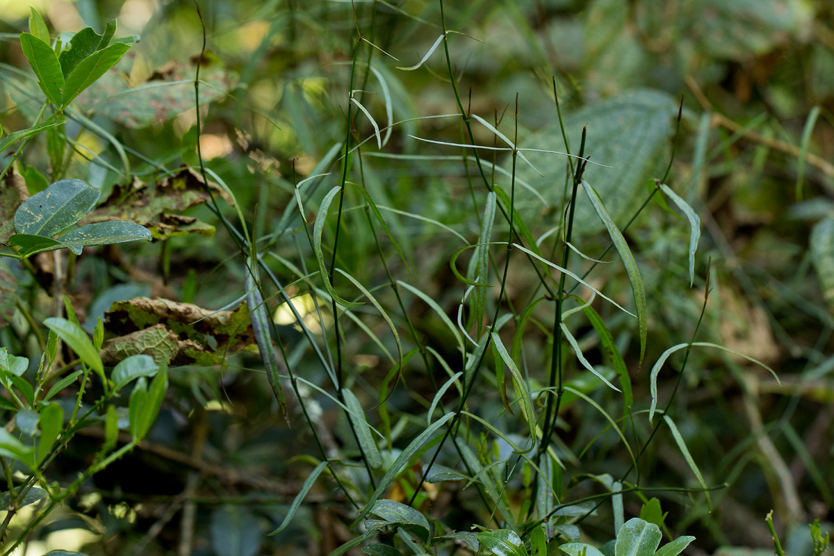 Periploca linearifolia