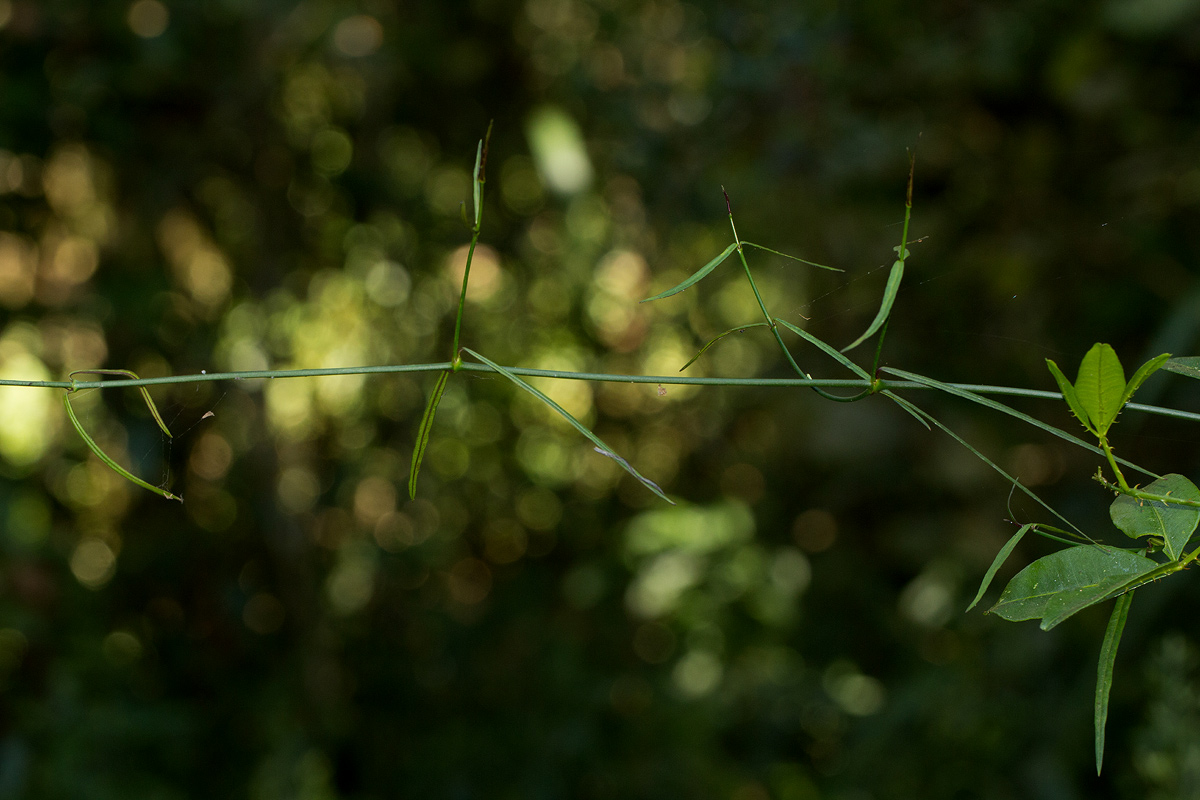 Periploca linearifolia