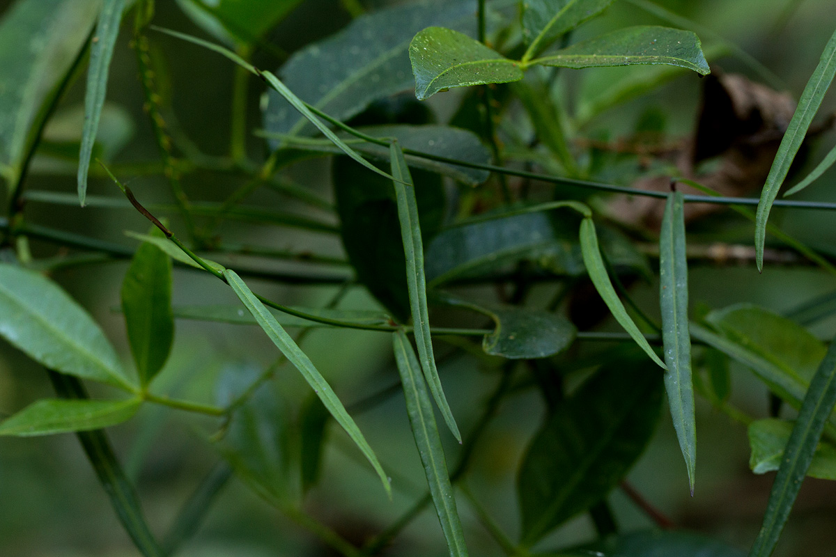 Periploca linearifolia