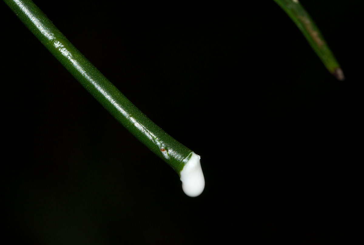 Periploca linearifolia