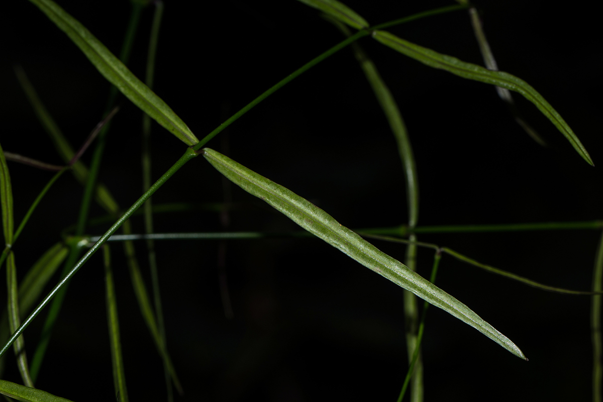 Periploca linearifolia