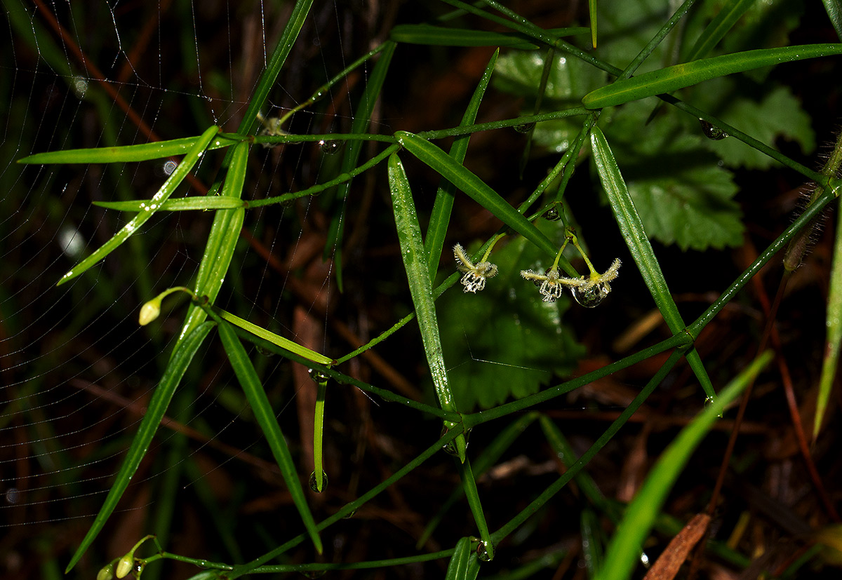 Periploca linearifolia
