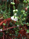 Hedbergia abyssinica