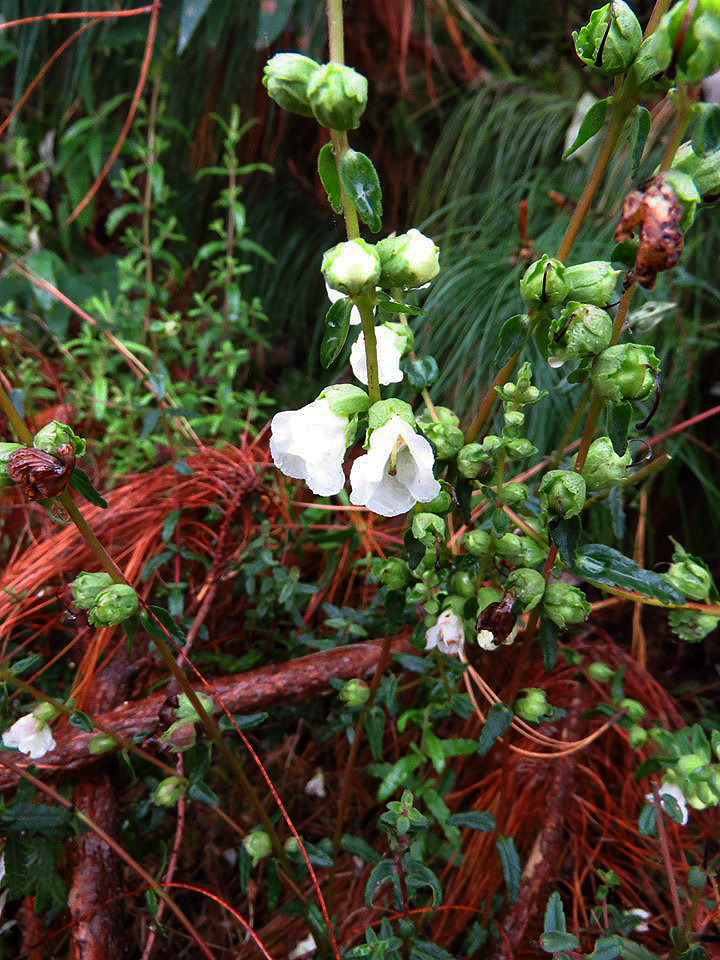 Hedbergia abyssinica Hedbergia abyssinica