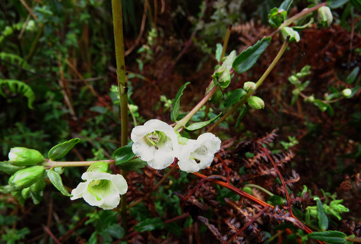 Hedbergia abyssinica Hedbergia abyssinica