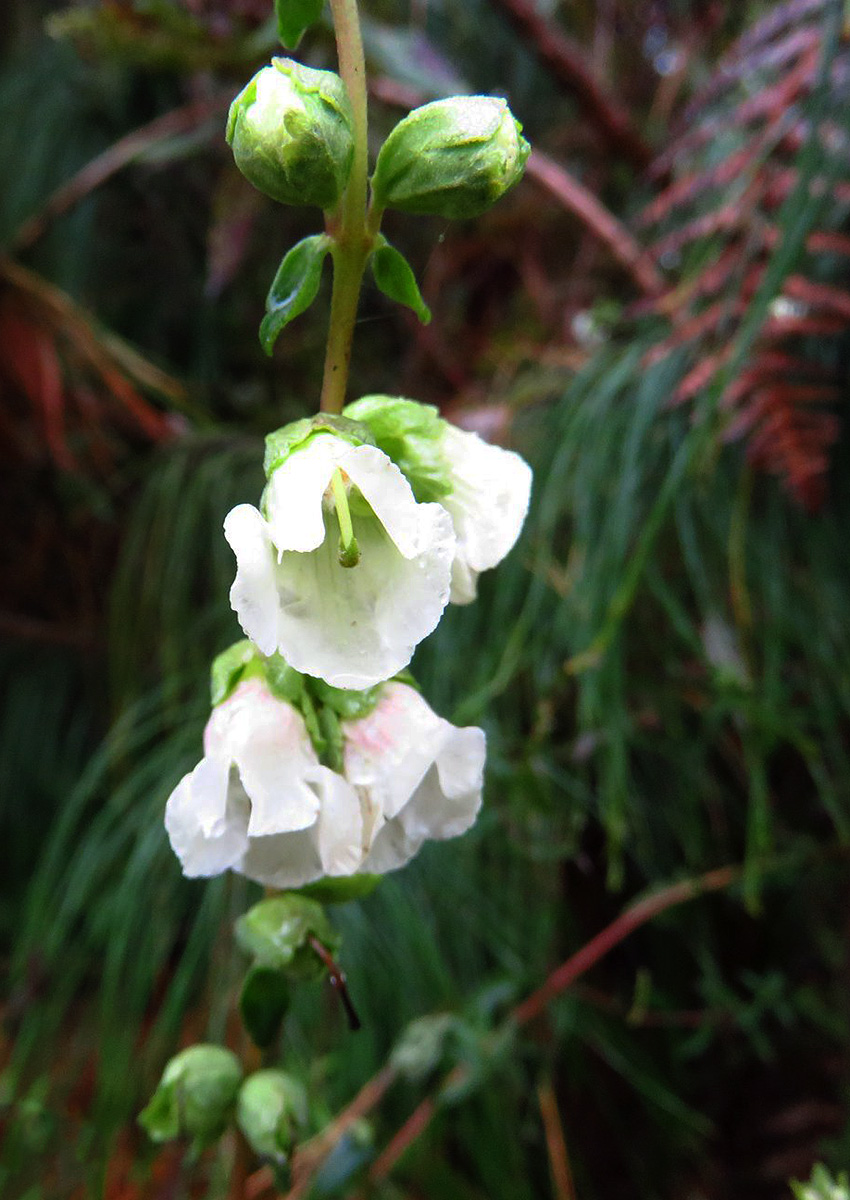Hedbergia abyssinica Hedbergia abyssinica