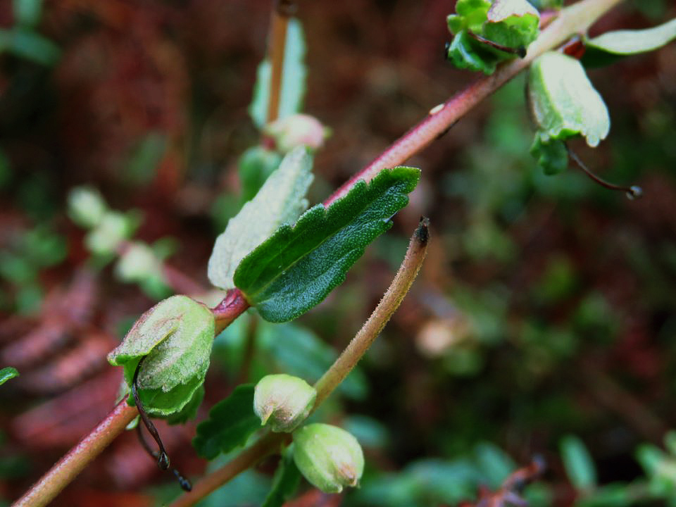 Hedbergia abyssinica Hedbergia abyssinica