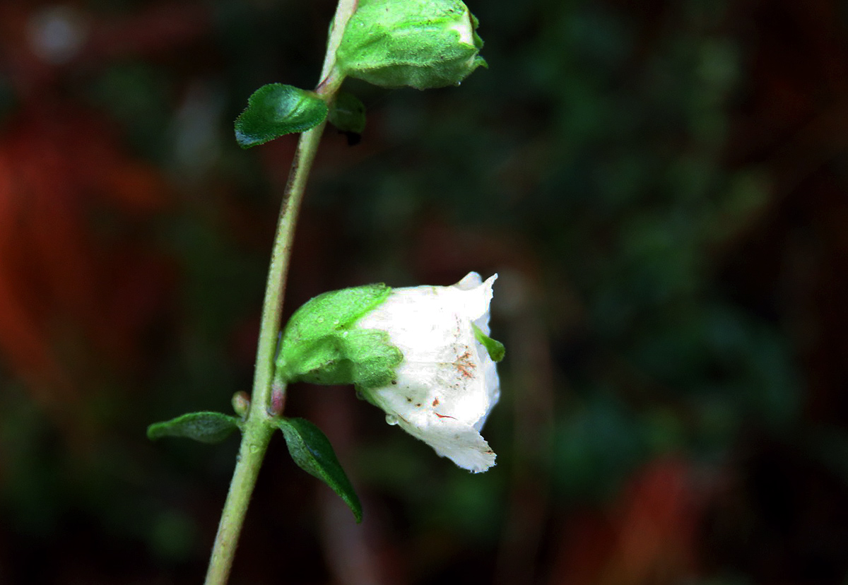 Hedbergia abyssinica Hedbergia abyssinica