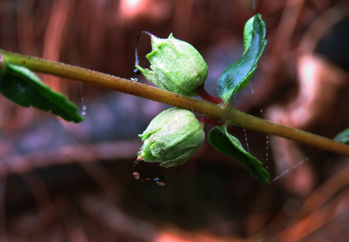Hedbergia abyssinica Hedbergia abyssinica