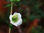 Hedbergia abyssinica