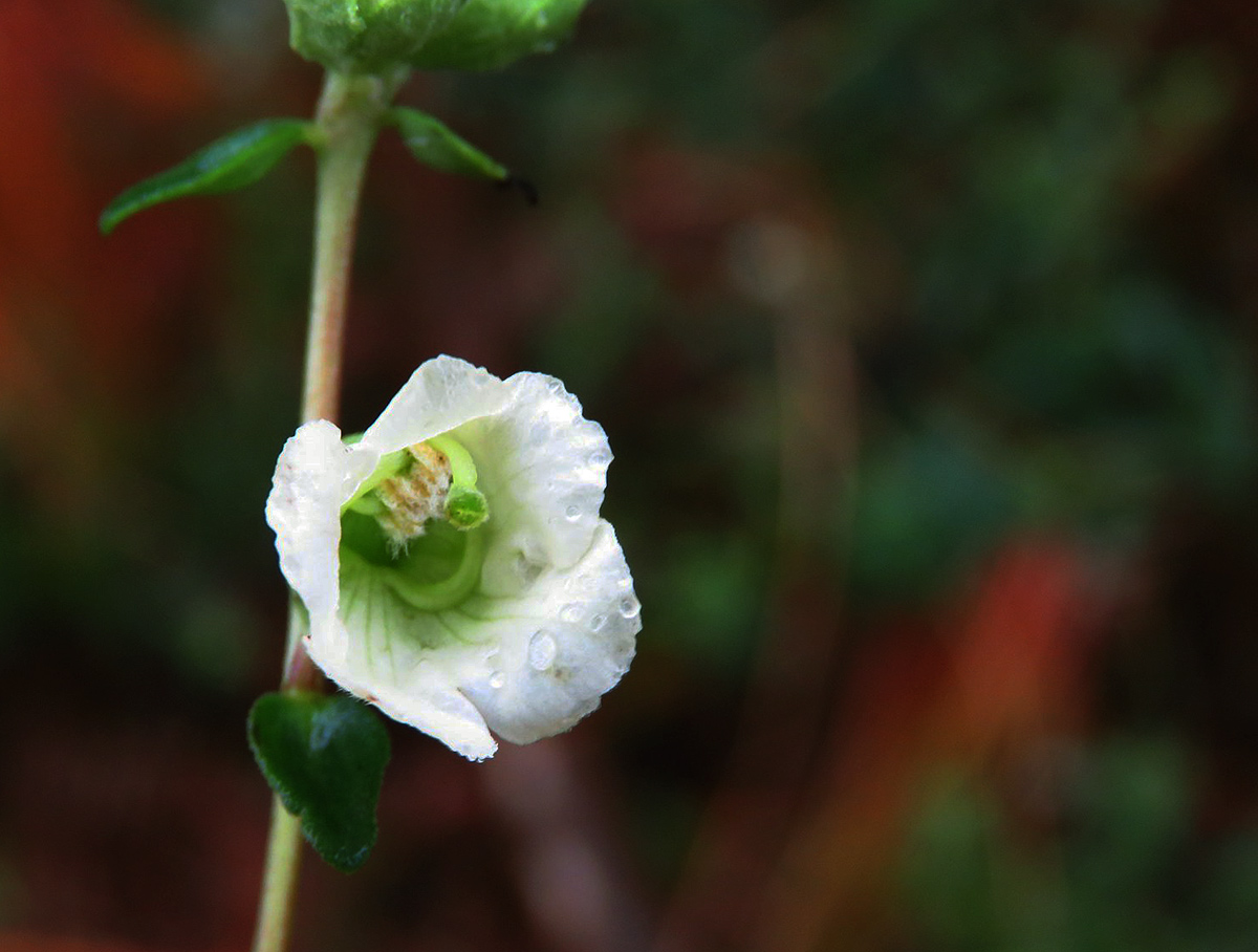 Hedbergia abyssinica Hedbergia abyssinica
