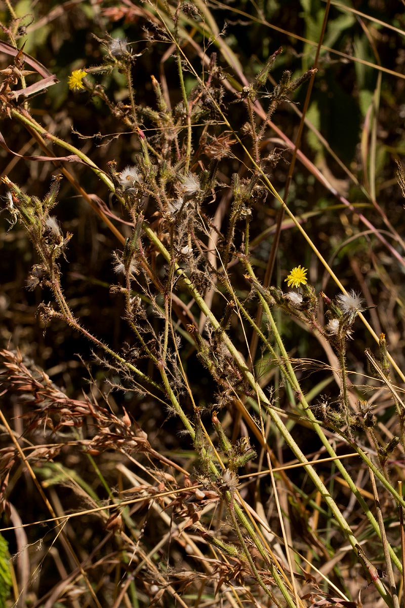 Sonchus bipontini