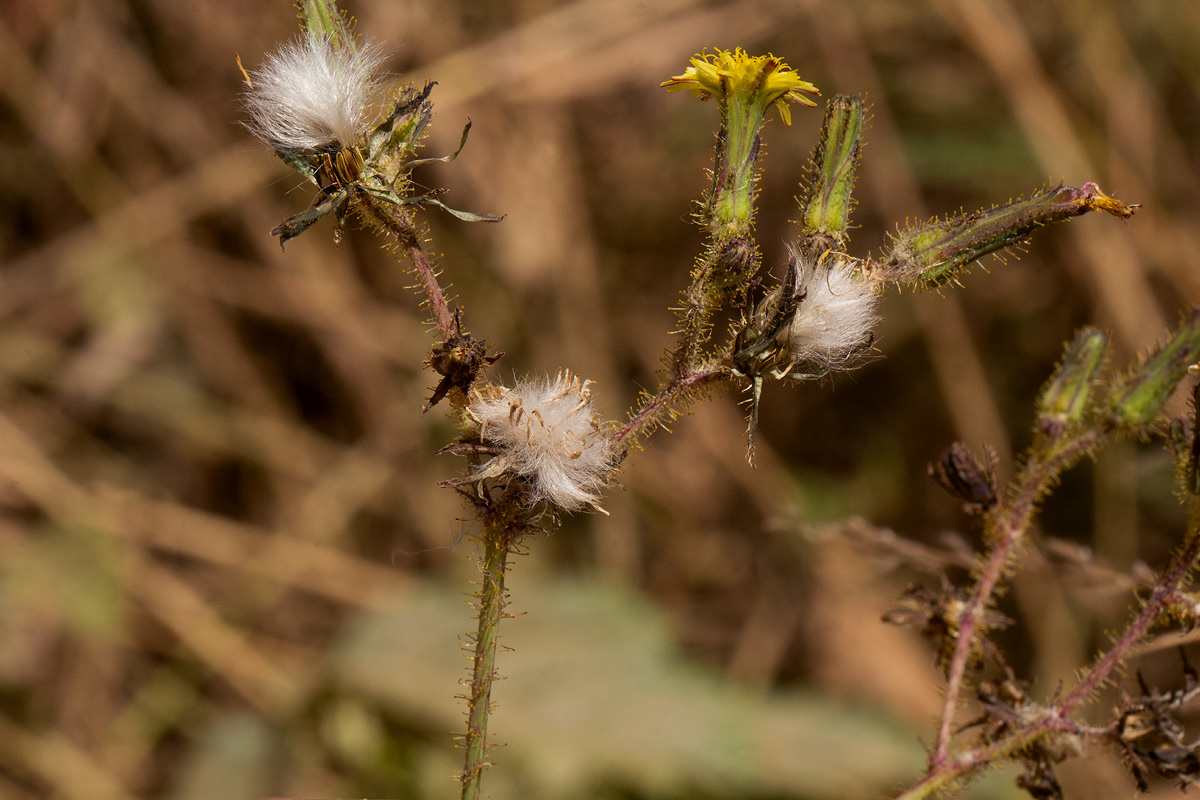 Sonchus bipontini
