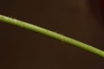 Sonchus bipontini